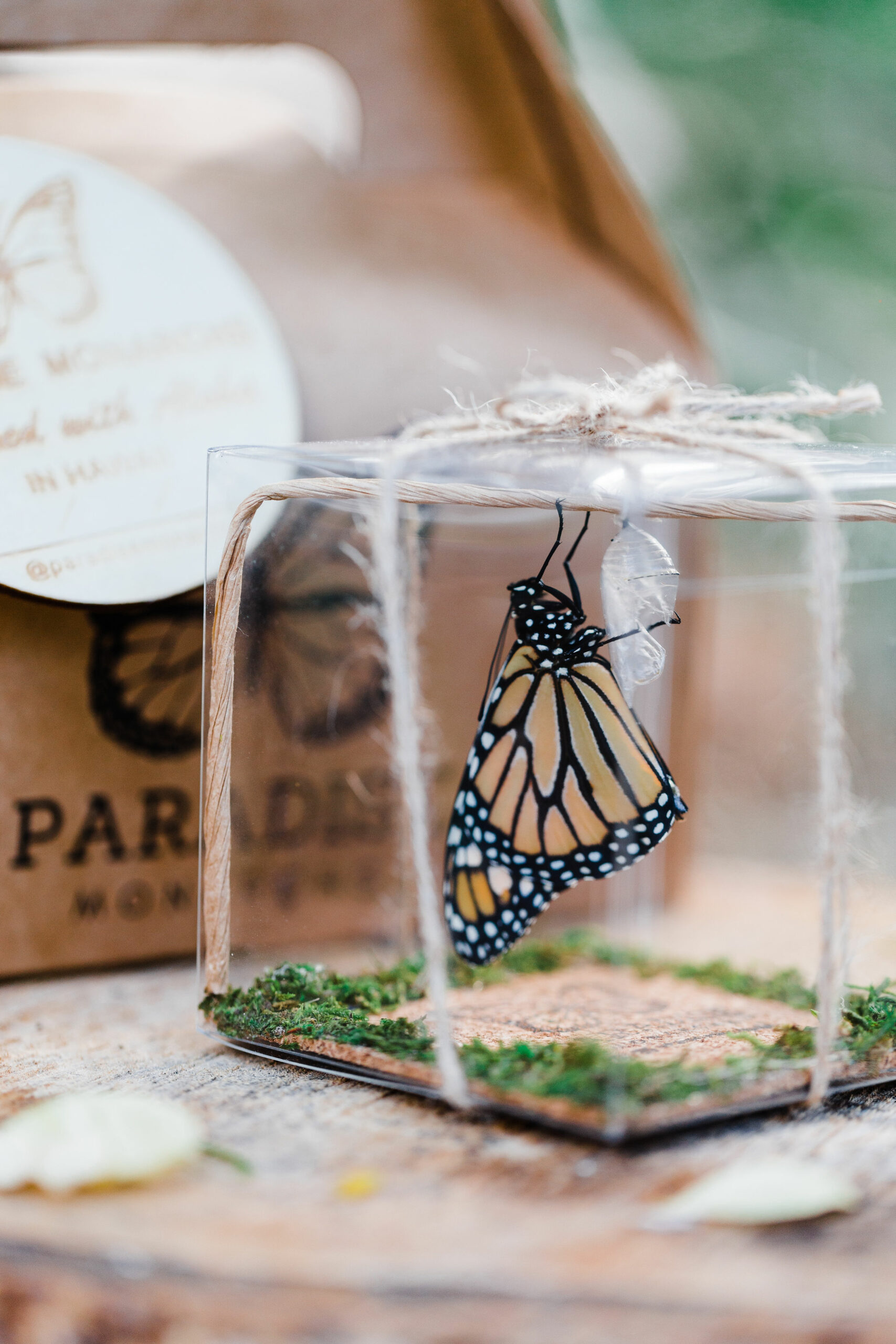 HIS、絶滅危惧種「モナーク・バタフライ」の保護活動を支援｜ハワイの最新ニュース｜ライトハウス・ハワイの生活＆観光情報, image size:1707x2560