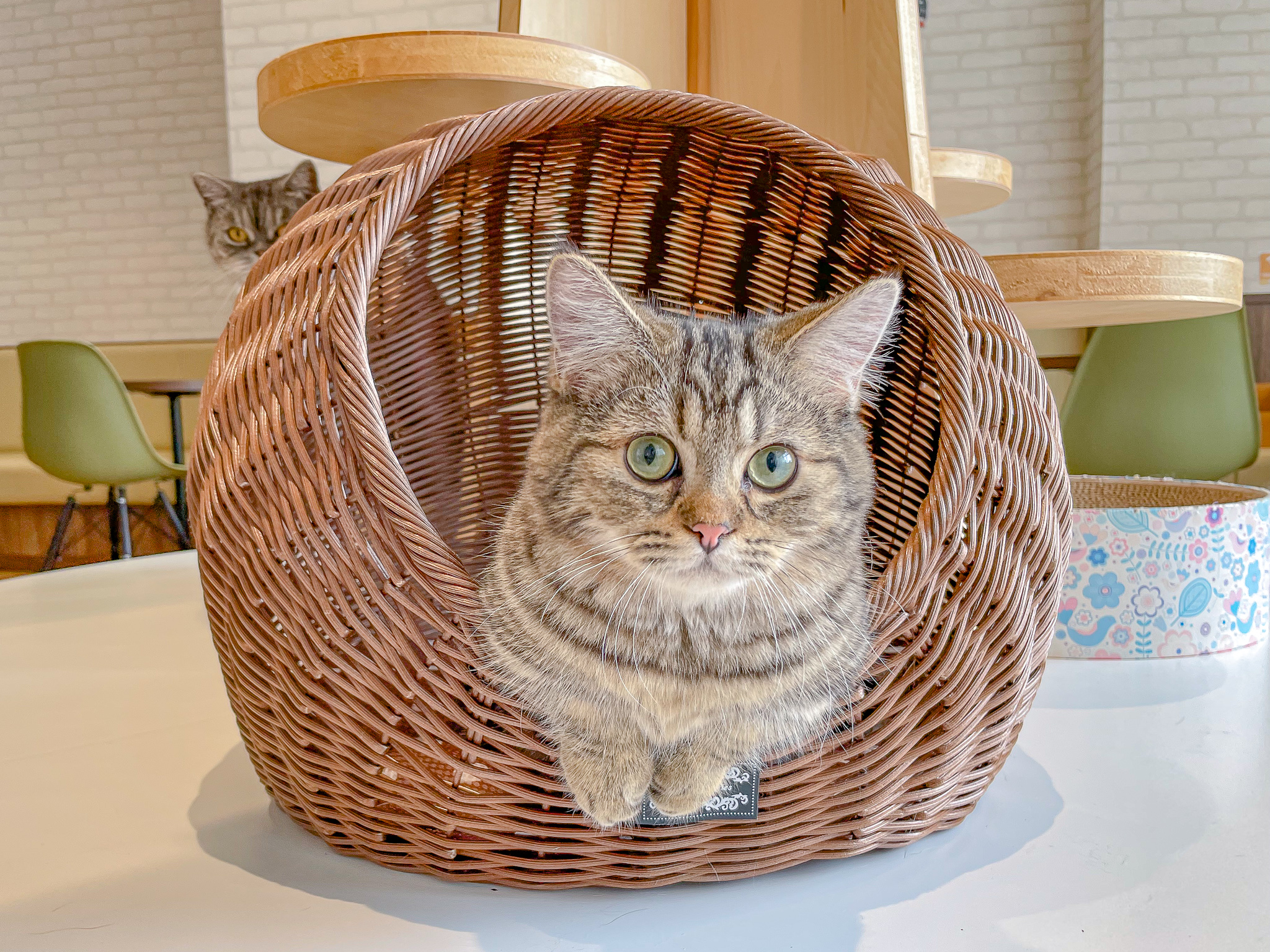 オアフ島から来た猫 ハワイでネコとふれあいたい人に朗報！キャットカフェ「MOFF（モフ